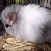 Кимо