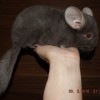 без клички