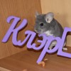 Марик