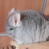 Леди Люкс