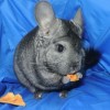 Ким