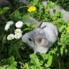Нуоко