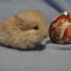 Енисей