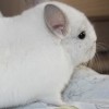Юрашик