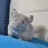 Какао