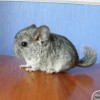 Мишлен