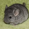 Маня