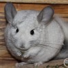 Латифа Раф 