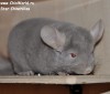 2,5 мес