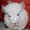 Абигель