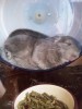 спим