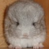 Айзик