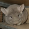 Конт