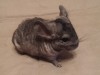декабрь 2015