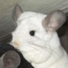 Лана