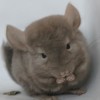Ласка