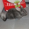 Наоми