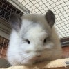 Калинка