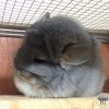 Малинка