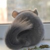 Клаус