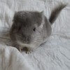 Орфей