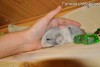 Рафаэль