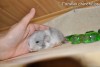 Рафаэль