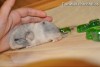 Рафаэль