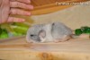 Рафаэль
