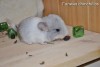 Рафаэль