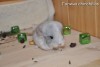 Рафаэль
