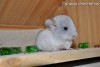Рафаэль