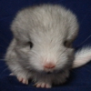 Кумир