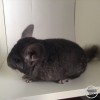 Кельвин