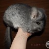 Алла
