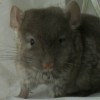 Васа