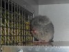 был покусан сестрой за нос:(