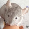 Сачи