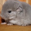 Фантик