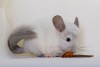 3 мес