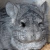 Лелик