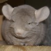 Ома