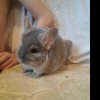 Борюсик
