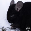 Стар Чаншунь