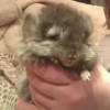 шелби