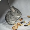 Томико Н Лова