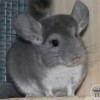 Сильвия