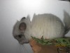 2 мес