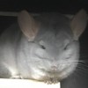Уника