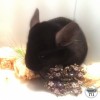 Антония Скифика